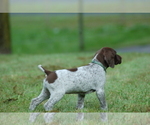 Small Photo #2 German Shorthaired Pointer Puppy For Sale in LEBANON, CT, USA