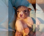 Small Photo #9 Australian Shepherd Puppy For Sale in MONONA, IA, USA