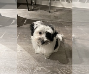 Shih-Poo Puppy for sale in INDIANAPOLIS, IN, USA