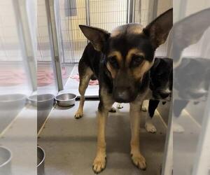 German Shepherd Dog Dogs for adoption in Modesto, CA, USA