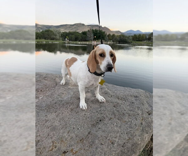 Medium Photo #9 Beagle-Unknown Mix Puppy For Sale in Sandy, UT, USA