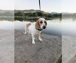 Small #8 Beagle Mix