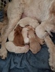 Small Photo #12 Goldendoodle Puppy For Sale in DALLAS, GA, USA