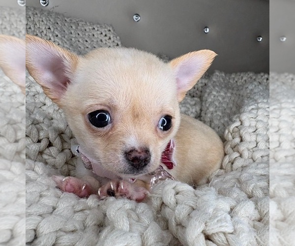 Medium Photo #3 Chihuahua Puppy For Sale in CHARLOTTE, NC, USA