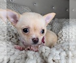 Small #2 Chihuahua