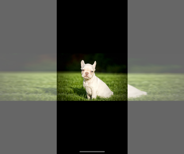 Medium Photo #4 French Bulldog Puppy For Sale in OLYMPIA, WA, USA