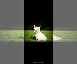 Small #3 French Bulldog