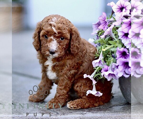 Medium Photo #4 Goldendoodle (Miniature) Puppy For Sale in LANCASTER, PA, USA