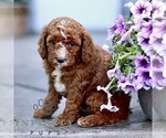 Small #3 Goldendoodle (Miniature)