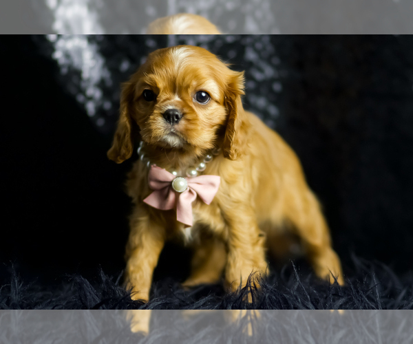 Medium Photo #5 Cavalier King Charles Spaniel Puppy For Sale in WARSAW, IN, USA