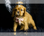 Small Photo #72 Cavalier King Charles Spaniel Puppy For Sale in WARSAW, IN, USA