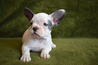 French Bulldog Puppy for sale in MILLVILLE, MA, USA