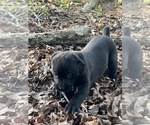 Small Photo #4 Cane Corso-Labrador Retriever Mix Puppy For Sale in SIMPSONVILLE, SC, USA