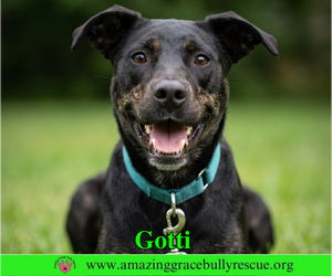 Rottweiler-American Pit Bull Terrier Dogs for adoption in Milton, FL, USA