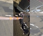 Small #8 Boston Terrier