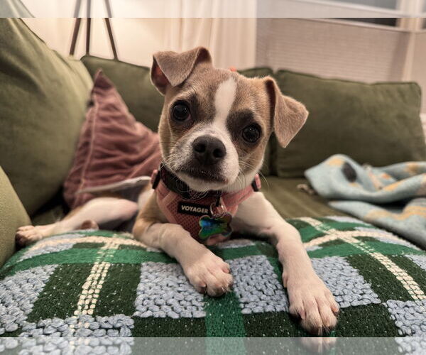 Medium Photo #4 Chug Puppy For Sale in Santa Clara, CA, USA