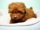 Small Photo #4 Poodle (Miniature) Puppy For Sale in LA MIRADA, CA, USA