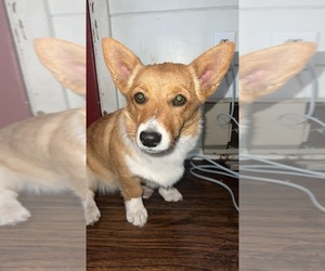 Mother of the Pembroke Welsh Corgi puppies born on 06/05/2025