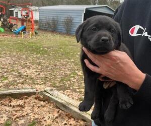 Labrador Retriever Puppy for sale in RIVERVIEW, FL, USA