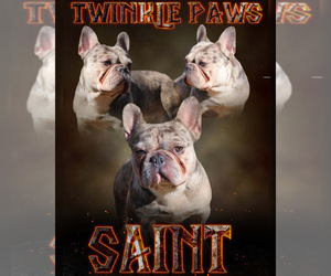 French Bulldog Puppy for sale in ATLANTA, GA, USA