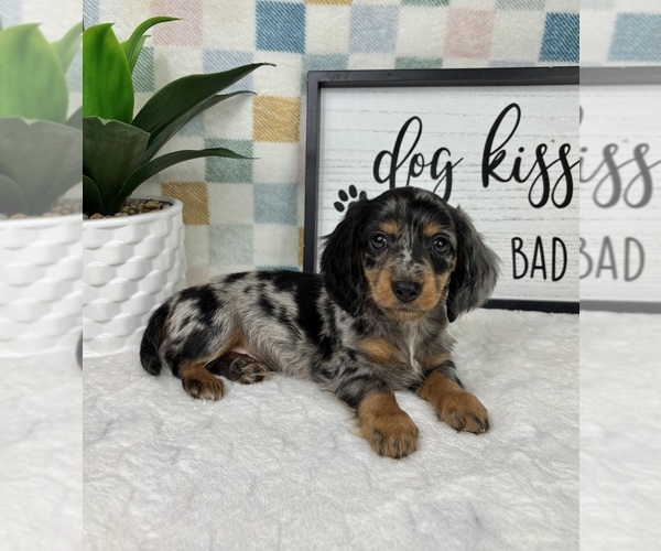 Medium Photo #1 Dachshund Puppy For Sale in FRANKLIN, IN, USA