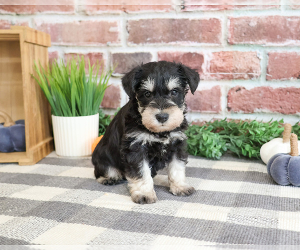Medium Photo #1 Schnauzer (Miniature) Puppy For Sale in SYRACUSE, IN, USA