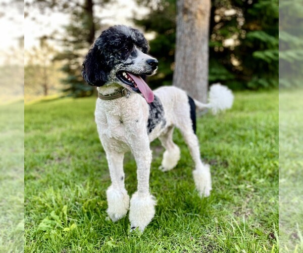 Full screen Photo #1 Poodle (Standard) Puppy For Sale in VALENTINE, NE, USA