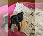 Small Photo #2 Pug Puppy For Sale in BRYANT, IN, USA