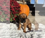 Creed - Male Boxer Puppy for Sale - Photo #3