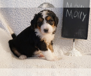 Bernedoodle Puppy for Sale in DUNDEE, Ohio USA