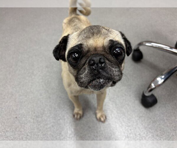 Medium Photo #1 Pug Puppy For Sale in Rancho Cucamonga, CA, USA