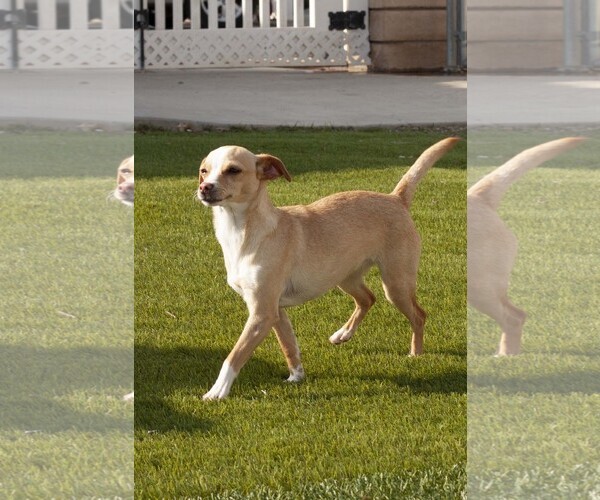 Medium Photo #5 Chihuahua-Unknown Mix Puppy For Sale in La Verne, CA, USA