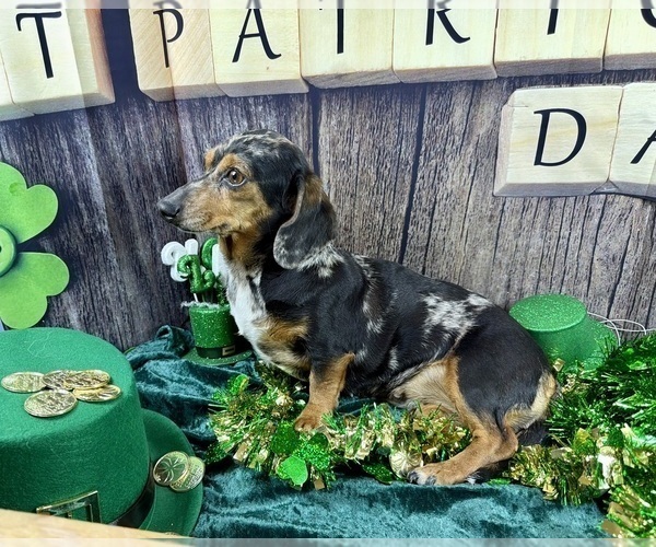 Medium Photo #10 Dachshund Puppy For Sale in CASSVILLE, MO, USA