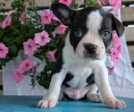 Small Photo #42 Boston Terrier Puppy For Sale in GOSHEN, IN, USA