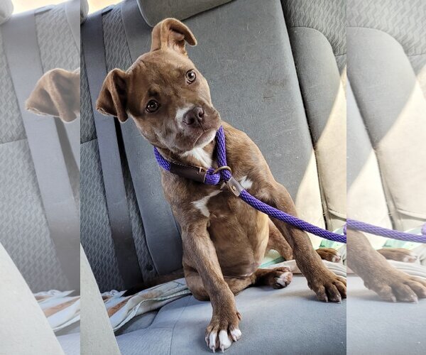 Medium Photo #22 American Staffordshire Terrier-Unknown Mix Puppy For Sale in Spotsylvania, VA, USA