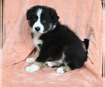 Small Photo #1 Border Collie Puppy For Sale in WARSAW, OH, USA