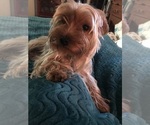 Small Photo #9 Yorkshire Terrier Puppy For Sale in LEBANON, OR, USA