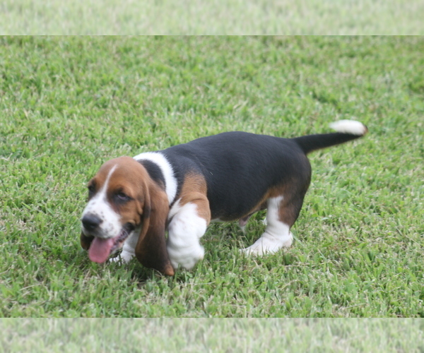Medium Photo #30 Basset Hound Puppy For Sale in MEMPHIS, MO, USA