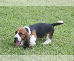 Small #6 Basset Hound