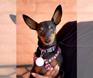 Miniature Pinscher Dogs for adoption in Pittsburg, CA, USA