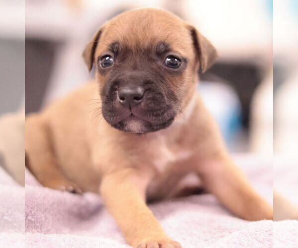 Medium Photo #8 Mutt Puppy For Sale in Philadelphia, PA, USA