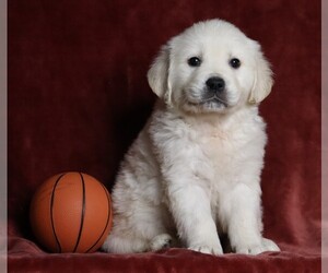 English Cream Golden Retriever Puppy for sale in FREDERICKSBG, OH, USA