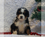 Small Photo #1 Bernedoodle-Poodle (Miniature) Mix Puppy For Sale in NARVON, PA, USA