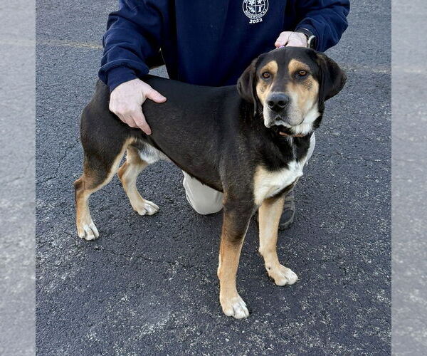 Medium Photo #5 American Foxhound-Unknown Mix Puppy For Sale in Brewster, NY, USA