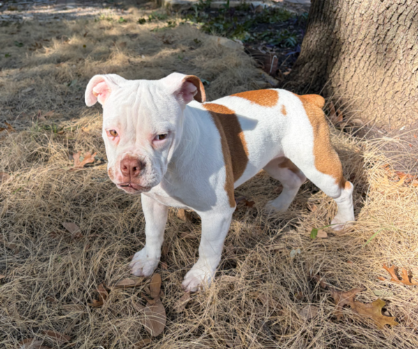 Medium Photo #4 Olde English Bulldogge Puppy For Sale in AUSTIN, TX, USA