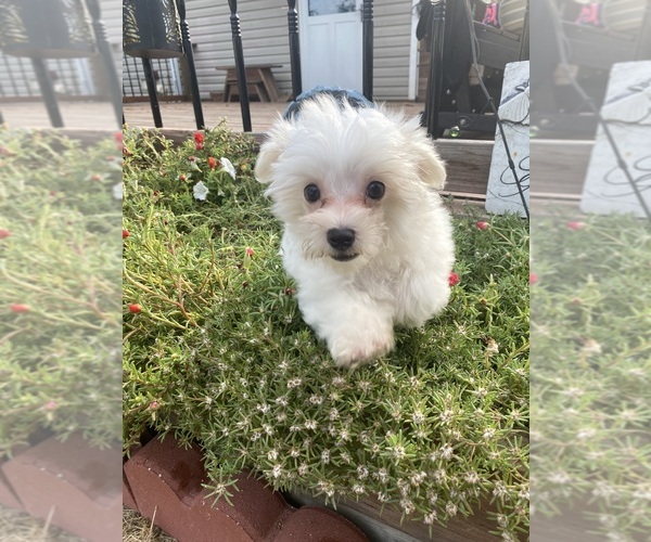 Medium Photo #1 Maltese Puppy For Sale in FREDONIA, KS, USA