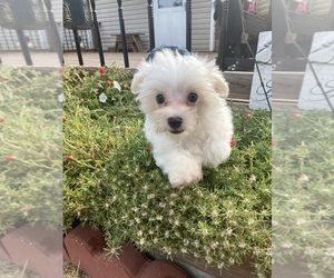 Maltese Puppy for sale in FREDONIA, KS, USA
