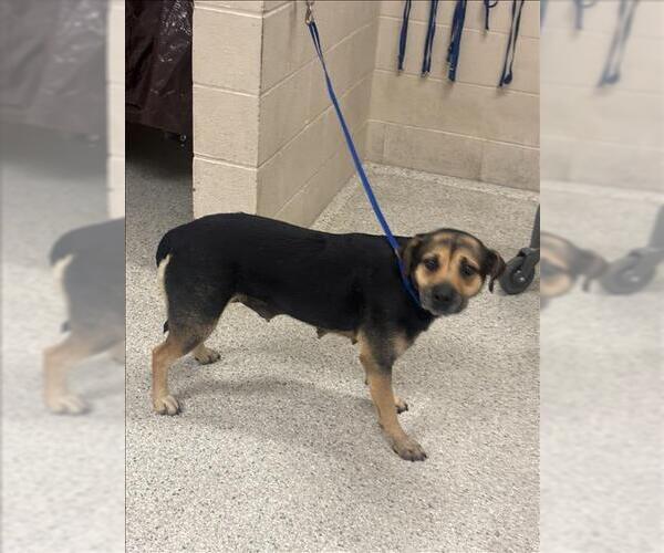 Medium Photo #1 Mutt Puppy For Sale in Conroe, TX, USA