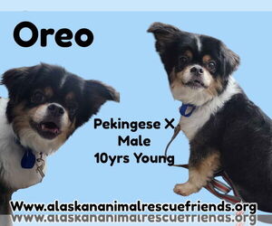 Pekingese Dogs for adoption in Anchorage, AK, USA