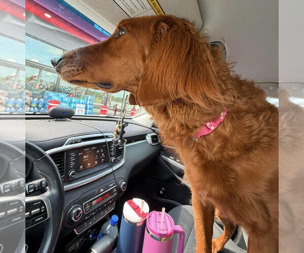 Medium Photo #3 Irish Setter-Unknown Mix Puppy For Sale in Spring Lake, NC, USA